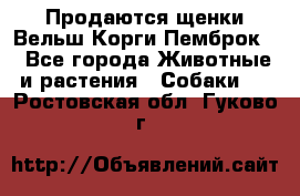 Продаются щенки Вельш Корги Пемброк  - Все города Животные и растения » Собаки   . Ростовская обл.,Гуково г.